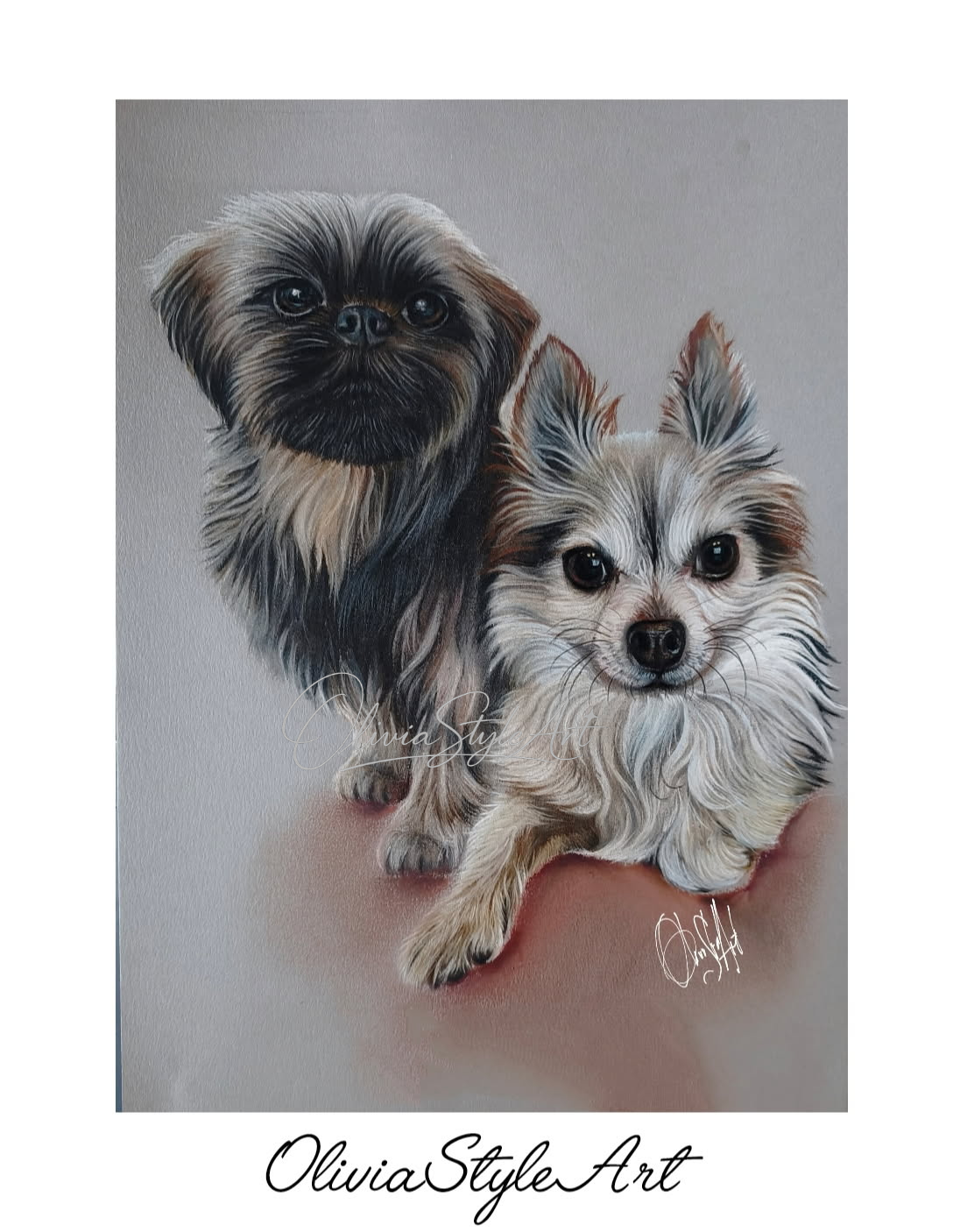 Chihuahua et shih tzu